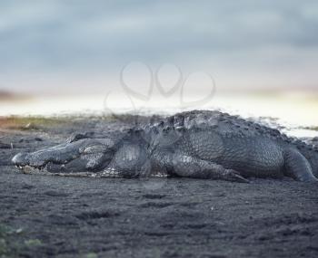 Large American Alligator resting at sunset
