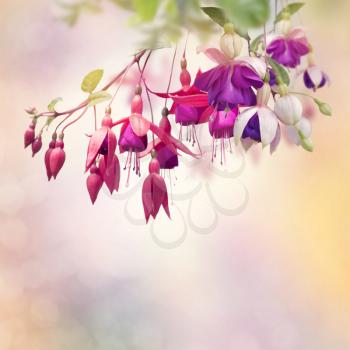 Blossom of Red and Purple Fuchsia Flowers 