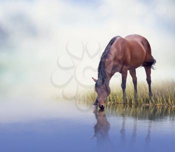 Brown  horse drinking water in a lake