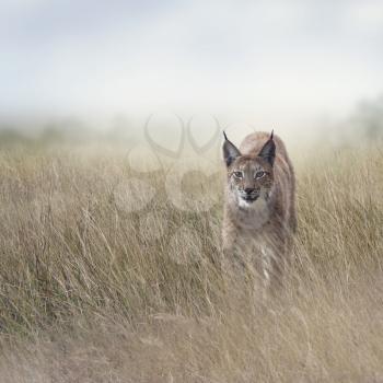 Young Lynx walking  In the Grassland