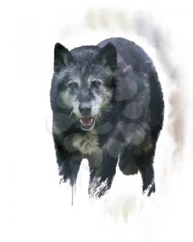 Digital Painting of  Timber Wolf