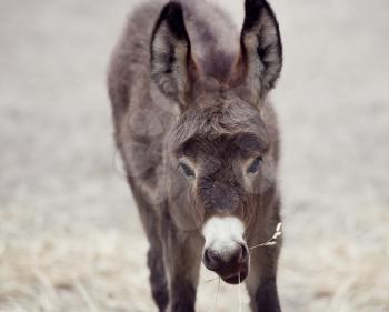 Young donkey mule eating, close up