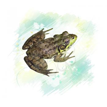 Digital Painting of Common water frog