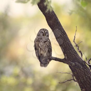 Barred Owl perching on a branch