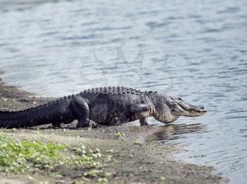 Large American Alligator goes to the lake