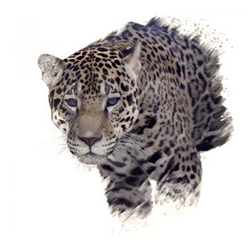 Digital Painting of  leopard portrait