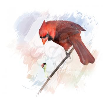 Digital Painting of Male Northern Cardinal
