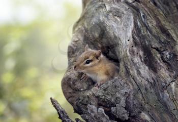 Cute Chipmunk peeks from a tree hole