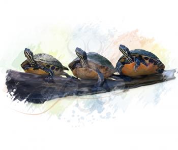 Digital Painting of Florida Turtles