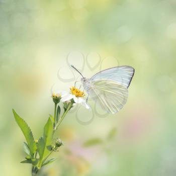 Great Southern White butterfly