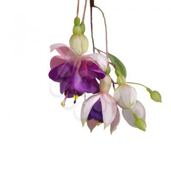 Digital Painting of  Purple Fuchsia Flowers on white background