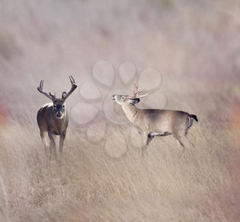 White-tailed deer in the grassland