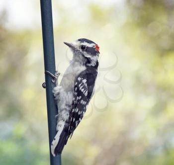 downy woodpecker perching on a pole