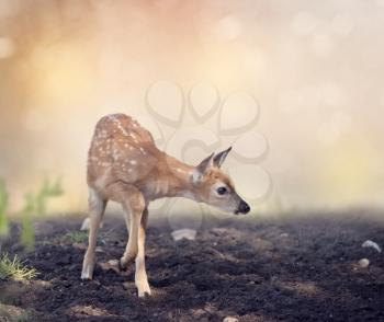 Cute White-tailed deer fawn