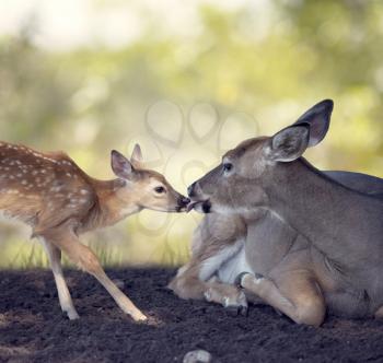 White-tailed female deer with  her  little baby