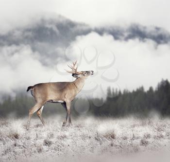 White-tailed deer in winter