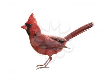 Male Northern Cardinal (Cardinalis) - Isolated on  white background