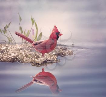 Male Northern Cardinal near water