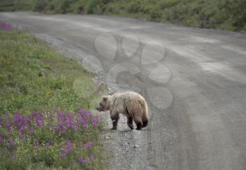 Grizzly Bear crossing in Denali National Park Alaska