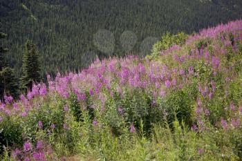 Alaskan landscape with pink fireweed flowers