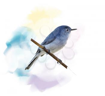 Digital Painting of  Blue-gray Gnatcatcher