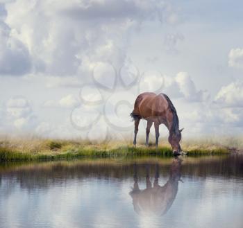 Brown horse drinking water in a lake