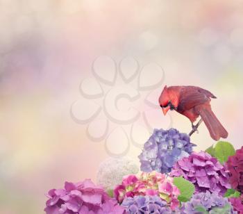 Northern Cardinal bird with hydrangea flowers 