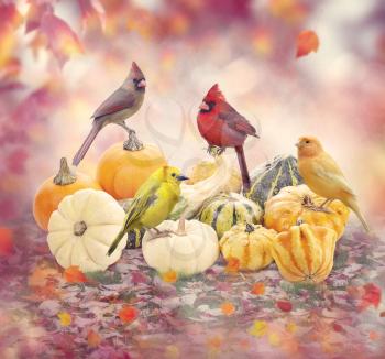 Fall colorful background with birds and pumpkins