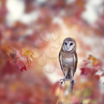 Barn owl perching in the autumn forest