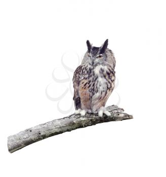 Great Horned Owl perched on a branch isolated on white background