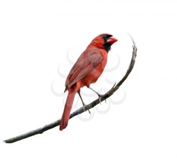 Male Northern Cardinal isolated on white background