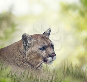 Florida panther or cougar, close up portrait