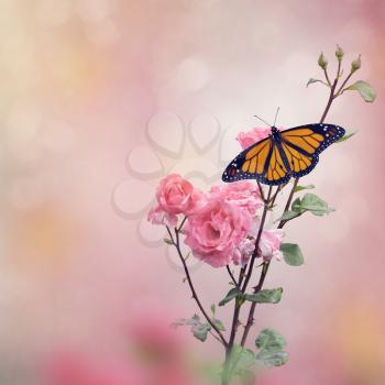 Monarch Butterfly on Rose flowers