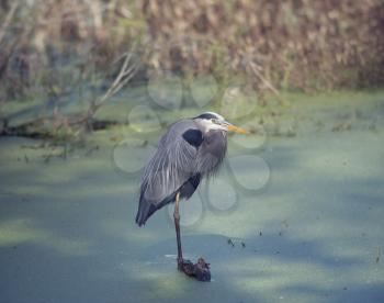 Great Blue Heron in a swamp