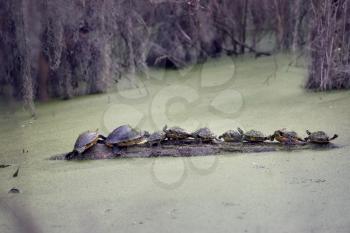 Florida Turtles Sunning On A Log in a Swamp