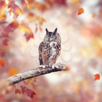 Great Horned Owl perched in the autumn woods