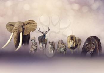 Group of wild animals . Wildlife theme background