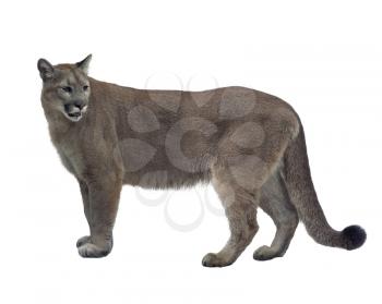 Florida panther or cougar isolated on white background