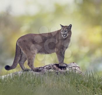 Florida panther or cougar on a log