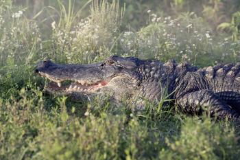 Alligator sunning in grass