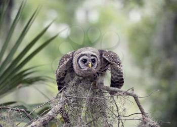 Young Barred Owl Perches on a Branch
