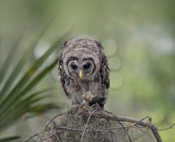 Young Barred Owl Perches on a Branch and feed on a caterpillar