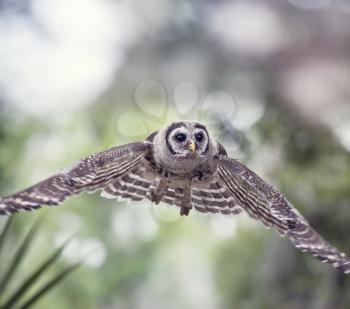 Young Barred Owl flying in Florida woods