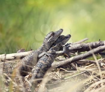 Baby alligators basking in Florida wetlands