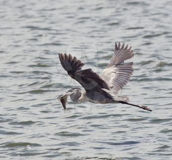 Great Blue Heron in Flight with a Fish