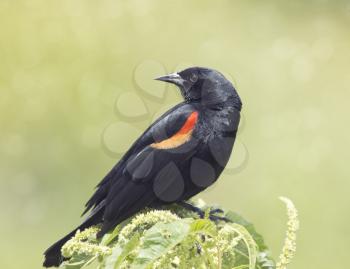 Male Red-winged Blackbird perches
