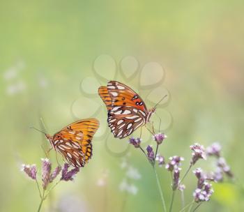 Gulf Fritillary butterflies feed on wildflowers