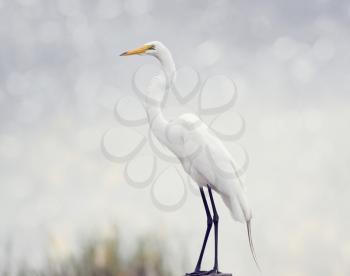 Great Egret perched in Florida wetlands