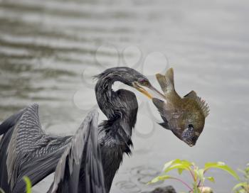 Anhinga with a  Large Fish in Florida wetlands