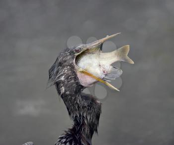 Anhinga downing a  Large Fish in Florida wetlands